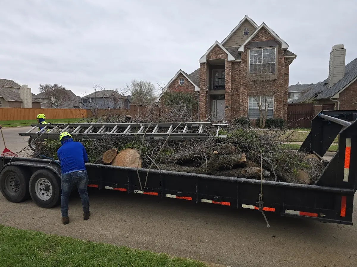 Expert Tree Pest Control with proper safety equipment in Burlington